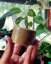 Load image into Gallery viewer, Sweet Hibiscus + Rose Clay Goat Milk Face & Body Soap